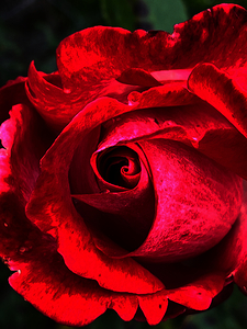 Abstract Red Rose